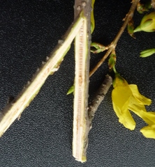 Forsythia giraldiana