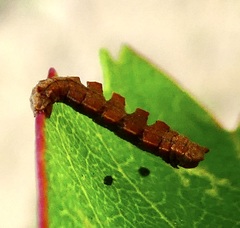 Dichorda illustraria