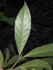 Atractocarpus benthamianus
