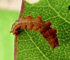 Dichorda illustraria