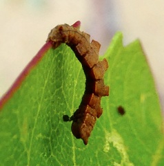 Dichorda illustraria