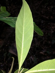 Atractocarpus benthamianus