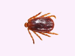 Haemaphysalis punctata
