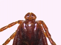 Haemaphysalis punctata