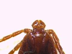 Haemaphysalis punctata