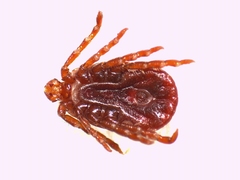 Haemaphysalis punctata