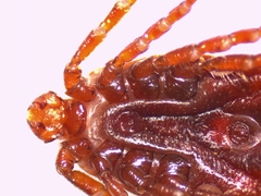 Haemaphysalis punctata