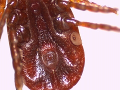 Haemaphysalis punctata