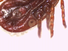 Haemaphysalis punctata