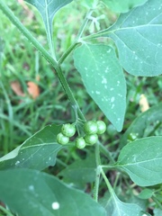 Solanum americanum