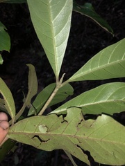 Atractocarpus benthamianus