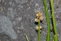 Baccharis sagittalis