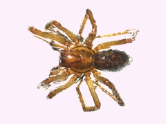 Eratigena picta