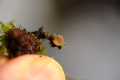 Ciboria coryli