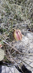 Fritillaria montana