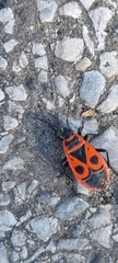 Pyrrhocoris apterus