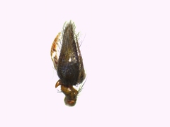 Eratigena picta
