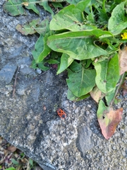 Pyrrhocoris apterus