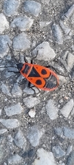 Pyrrhocoris apterus