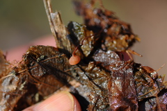 Ciboria coryli