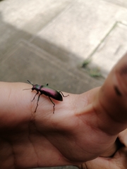 Strongylium auratum