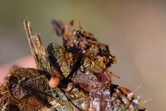 Ciboria coryli