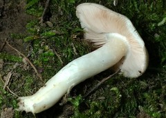Entoloma
