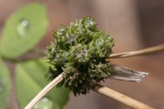 Medicago coronata