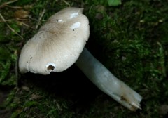 Entoloma