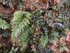 Trichomanes obscurum