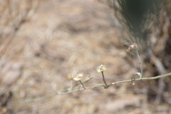 Convolvulus chilensis