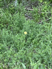 Asteraceae