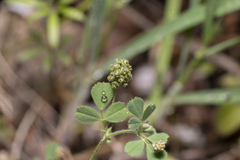 Medicago coronata