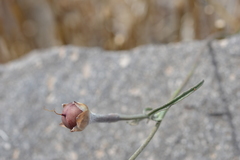Convolvulus chilensis