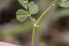 Medicago coronata