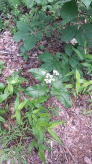 Parthenium integrifolium