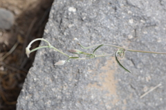 Convolvulus chilensis
