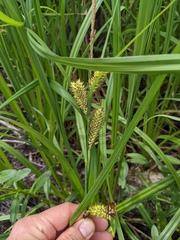 Carex hyalinolepis