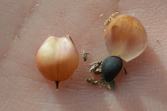 Convolvulus chilensis