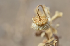 Haplopappus velutinus
