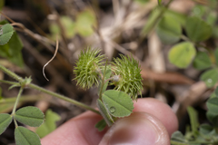Medicago disciformis