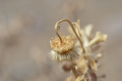 Haplopappus velutinus