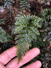 Trichomanes obscurum