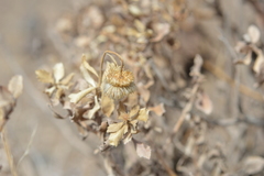 Haplopappus velutinus