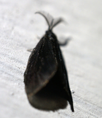 Cryptothelea nigrita