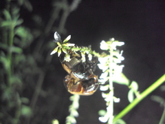 Anomala testaceipennis