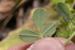 Medicago disciformis
