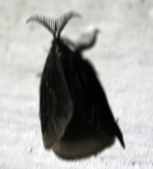 Cryptothelea nigrita