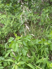 Toxicodendron radicans
