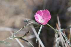 Convolvulus chilensis